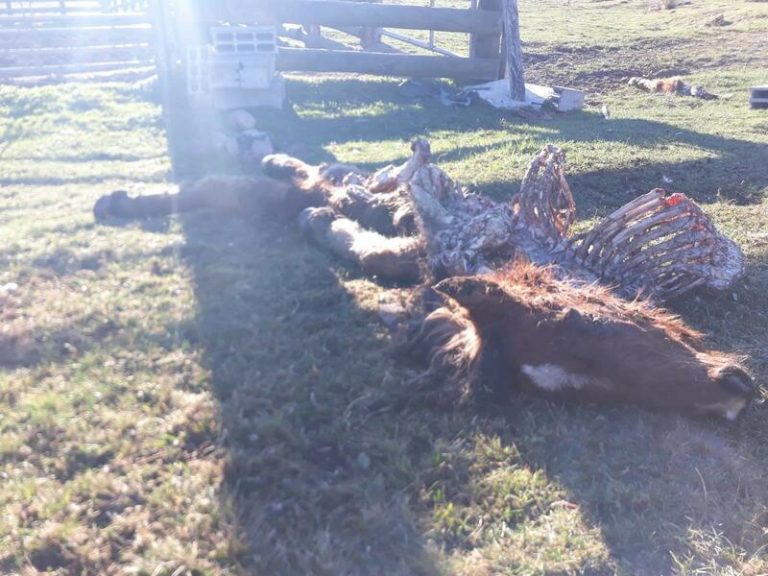 ASAJA Cantabria denuncia el primer ataque de lobo del año