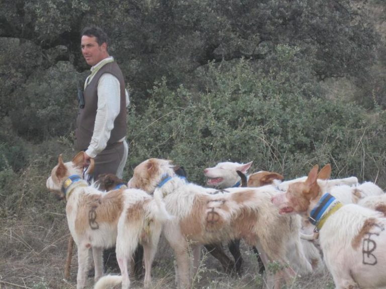 Agricultura apuesta por sacar los perros de caza de la Ley de Bienestar Animal de UP y darles una regulación propia
