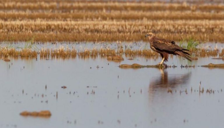 El aguilucho lagunero se consolida en Valencia y sale del peligro de extinción