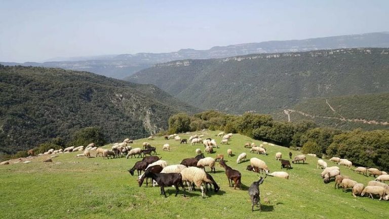 Las interprofesionales cárnicas y ganaderas piden a Garzón que rectifique sus palabras