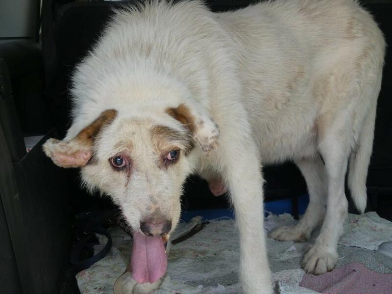 Una veintena de colectivos urgen al Gobierno a continuar con la tramitación de la ley de protección de los animales