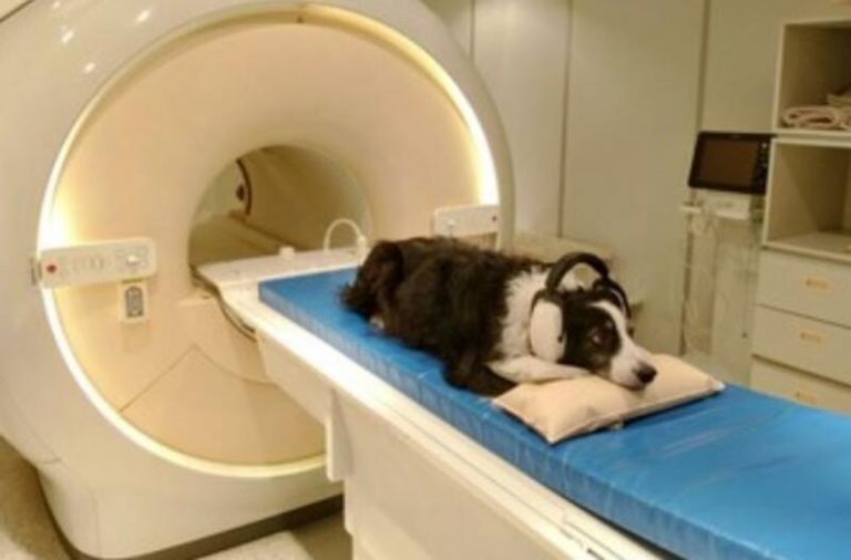 Los cerebros de los perros pueden distinguir entre idiomas