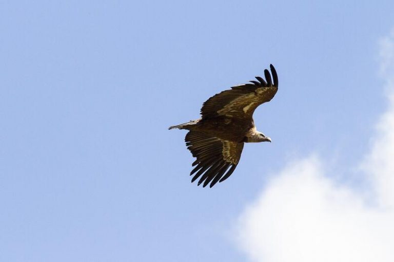 Quince buitres leonados madrileños se mudarán a Italia para recuperar allí la especie