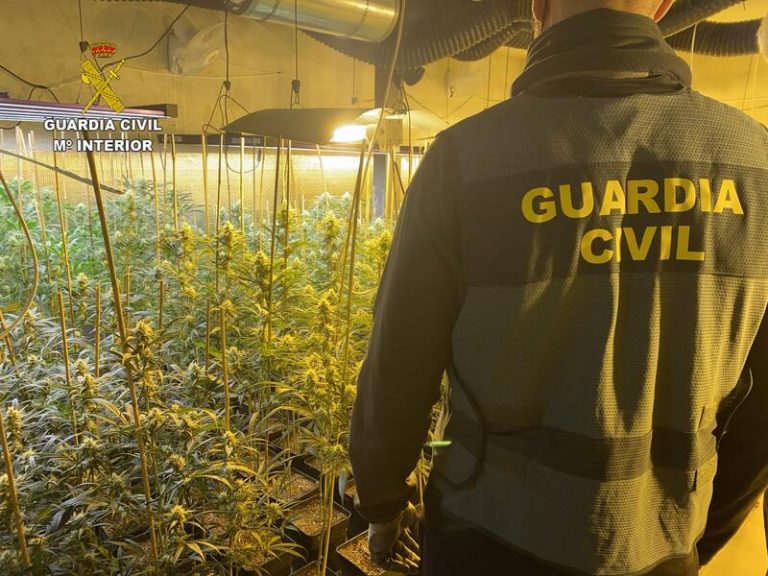 Intervenidas casi 600 plantas de marihuana en tres registros en Granada