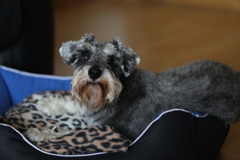 Los veterinarios serán homenajeados en las fiestas de San Antón de Madrid