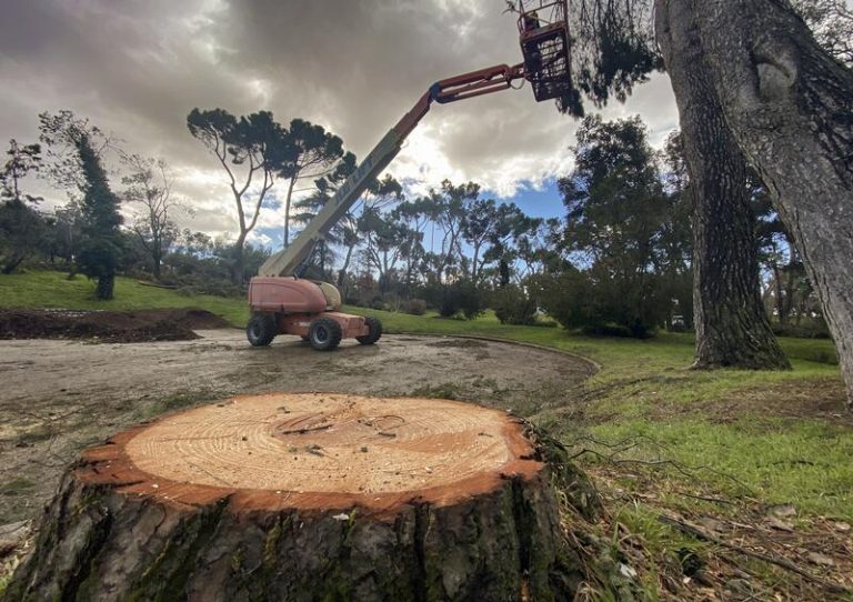Ecologistas critican el 'greenwashing' de Madrid como respuesta a Filomena
