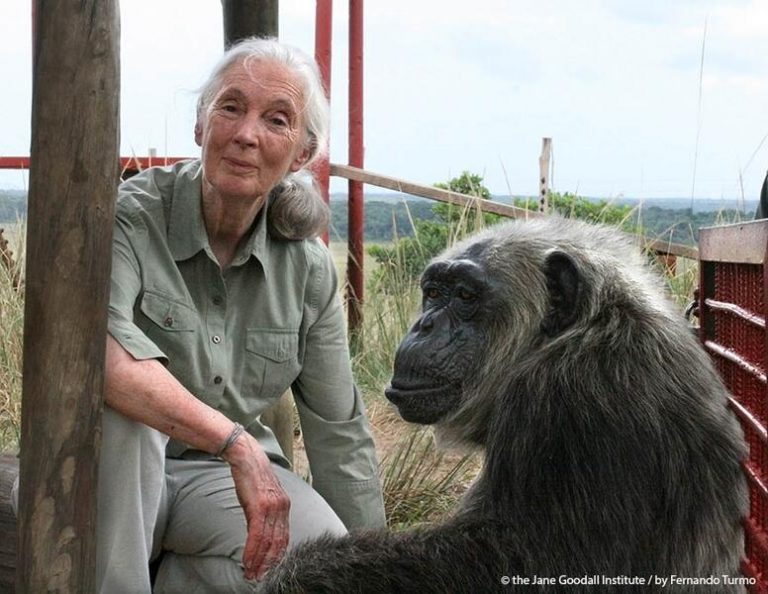 Jane Goodall espera que cada vez más políticos se pronuncien contra la ganadería intensiva