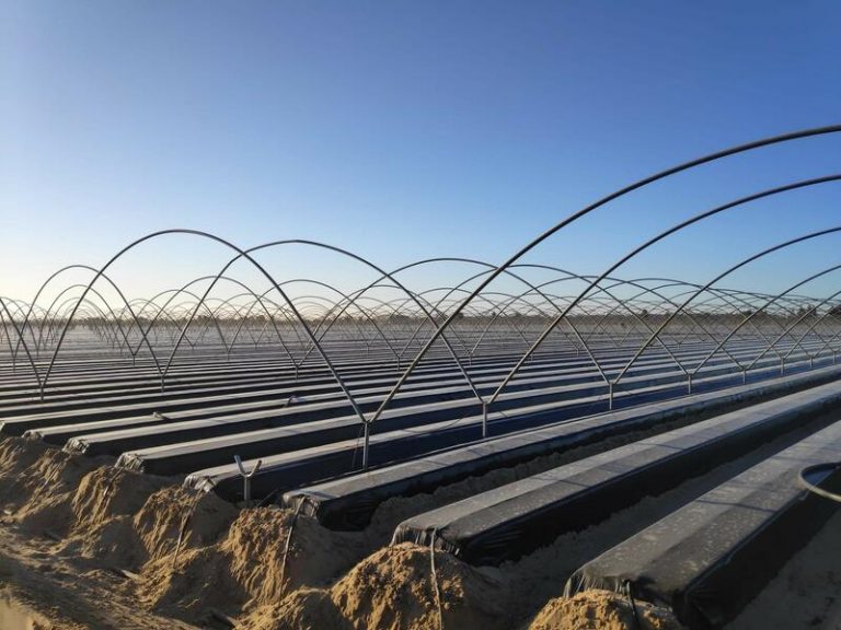 SEO/BirdLife muestra su rechazo a la proposición de ley de 