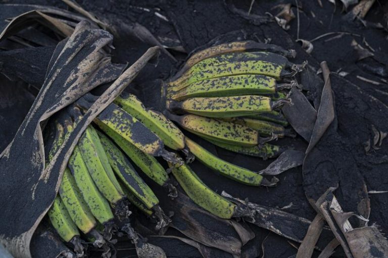 El ICIA estudiará los efectos del volcán en los cultivos de plátano