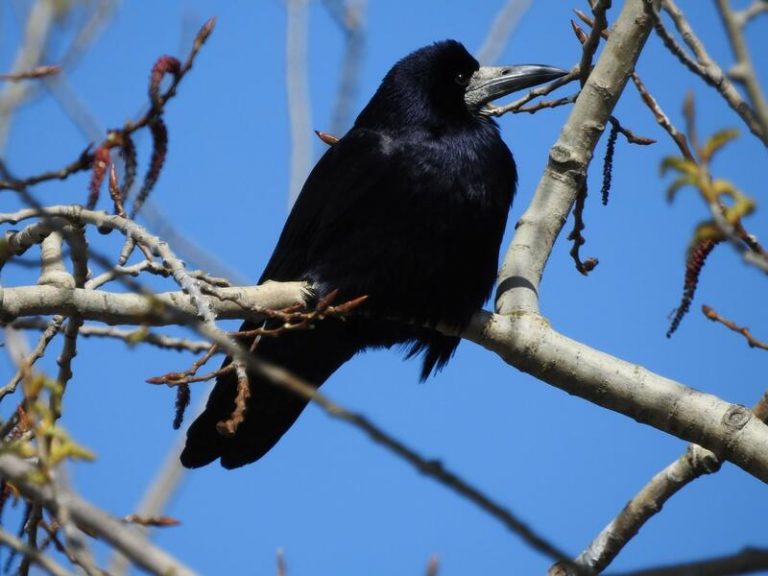 SEO/BirdLife recomienda incluir la graja en el catálogo Español de Especies Amenazadas en 