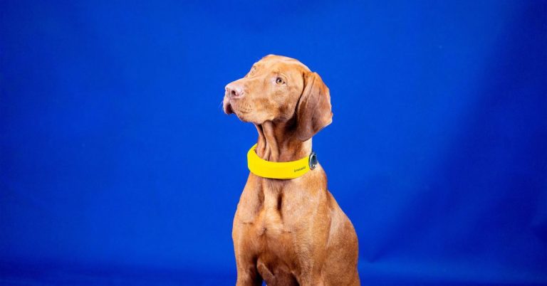 Así es el Apple Watch para tu perro