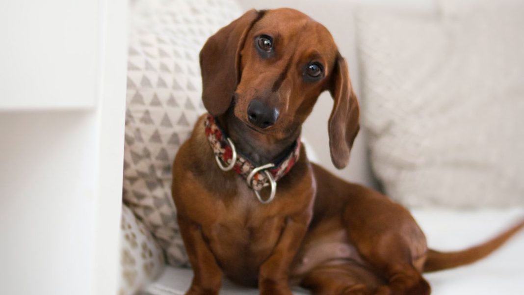Así puedes saber si tu perro es un superdotado