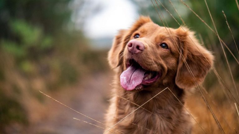 Así puedes saber si tu perro es un superdotado