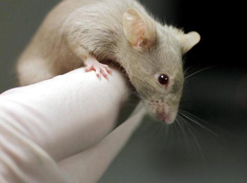 Descubren que la variante Ómicron puede haberse originado en ratones