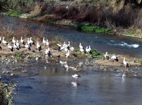 Detectado virus de gripe aviar en cinco aves silvestres encontradas muertas en la laguna El Bohodón