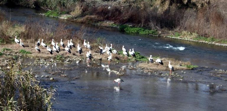 Detectado virus de gripe aviar en cinco aves silvestres encontradas muertas en la laguna El Bohodón