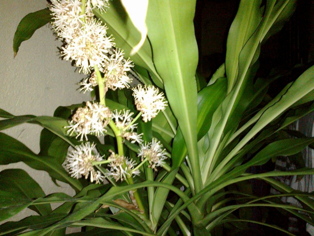 Dracaena fragrans
