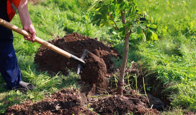 El PSOE plantará un bosque en Ávila para compensar la huella de carbono que dejó su 40 Congreso celebrado en Valencia