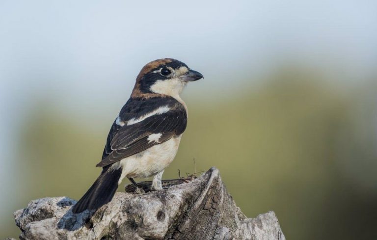 El aguilucho cenizo, el alcaudón común y el alzacola rojizo, candidatos para ser Ave del Año en 2022
