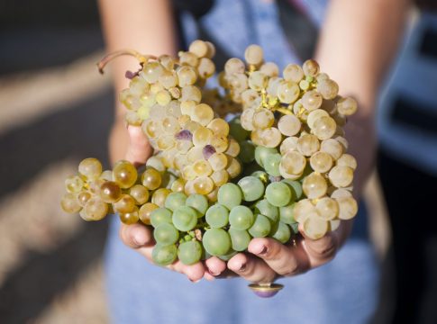 Ruta del Rueda Vino