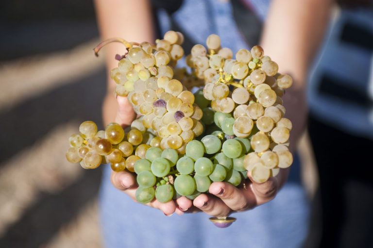 Guía de enoturismo en Ourense: las mejores bodegas para visitar este verano