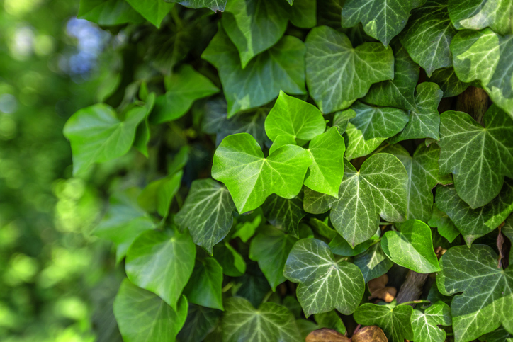 10 plantas que combaten la humedad
