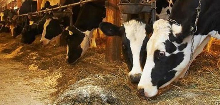 IUCyL exige a Mañueco que defienda la ganadería tradicional y los pueblos frente a las macrogranjas