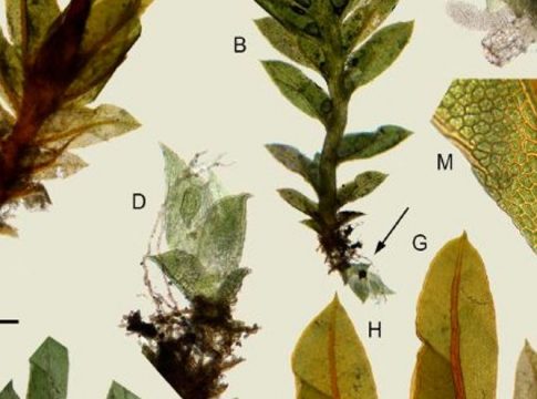 La UMU describe tres nuevas especies de plantas desconocidas para la ciencia