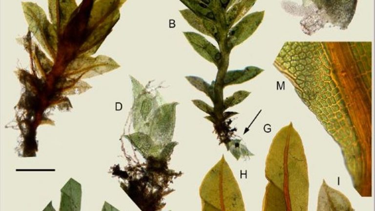 La UMU describe tres nuevas especies de plantas desconocidas para la ciencia