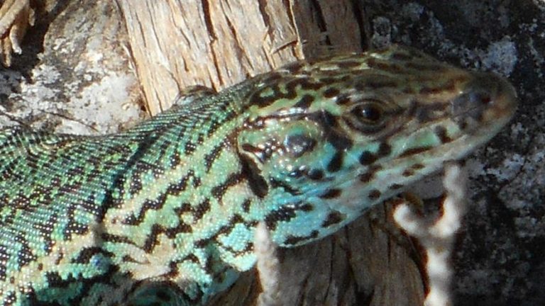 La amenaza para la lagartija en Pitiusas es 