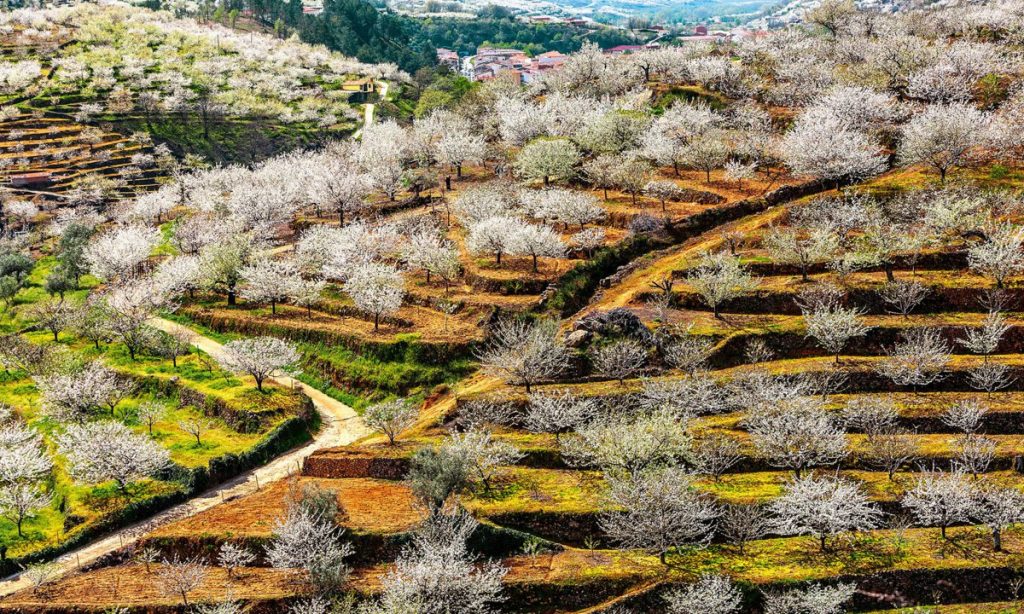 El valle del Jerte en Cáceres, España