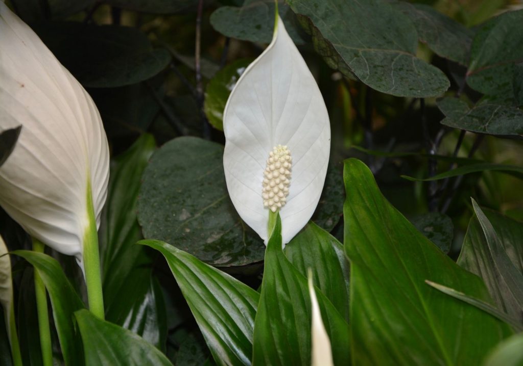 Lirio de paz