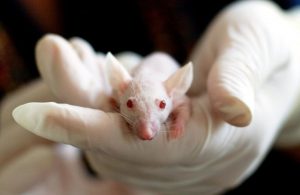 El truco que descubrieron con ratones: las recompensas grandes aceleran el aprendizaje en el cerebro