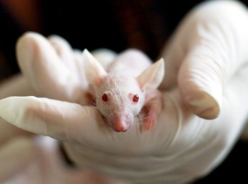 Los-estudios-se-han-hecho-en-los-ratones-y-han-hallado-problemas-intestinales