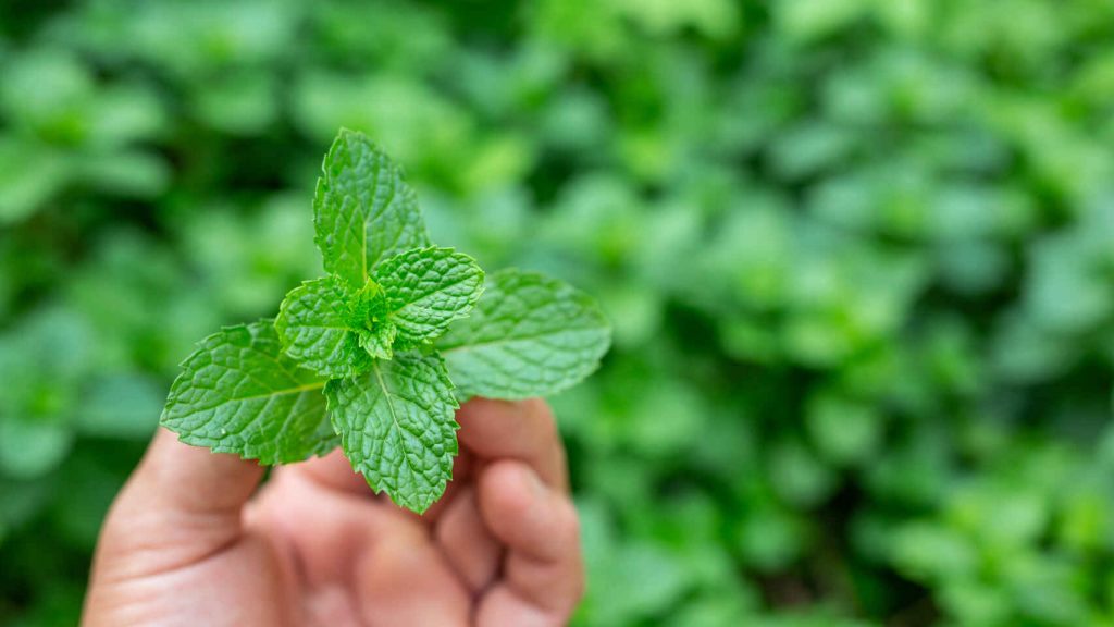 Menta