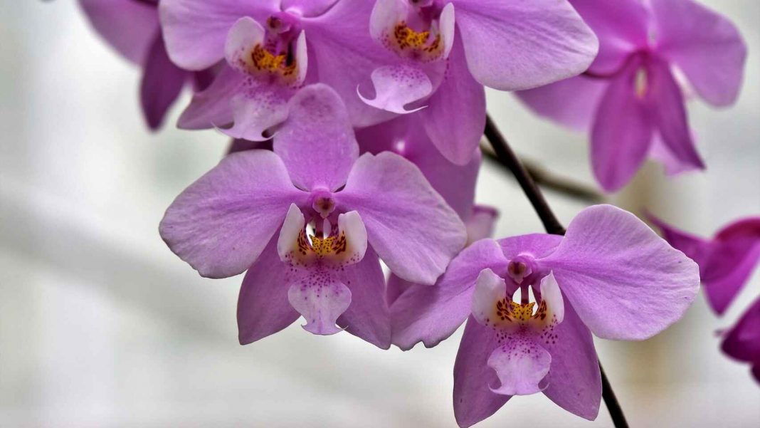 10 plantas que combaten la humedad