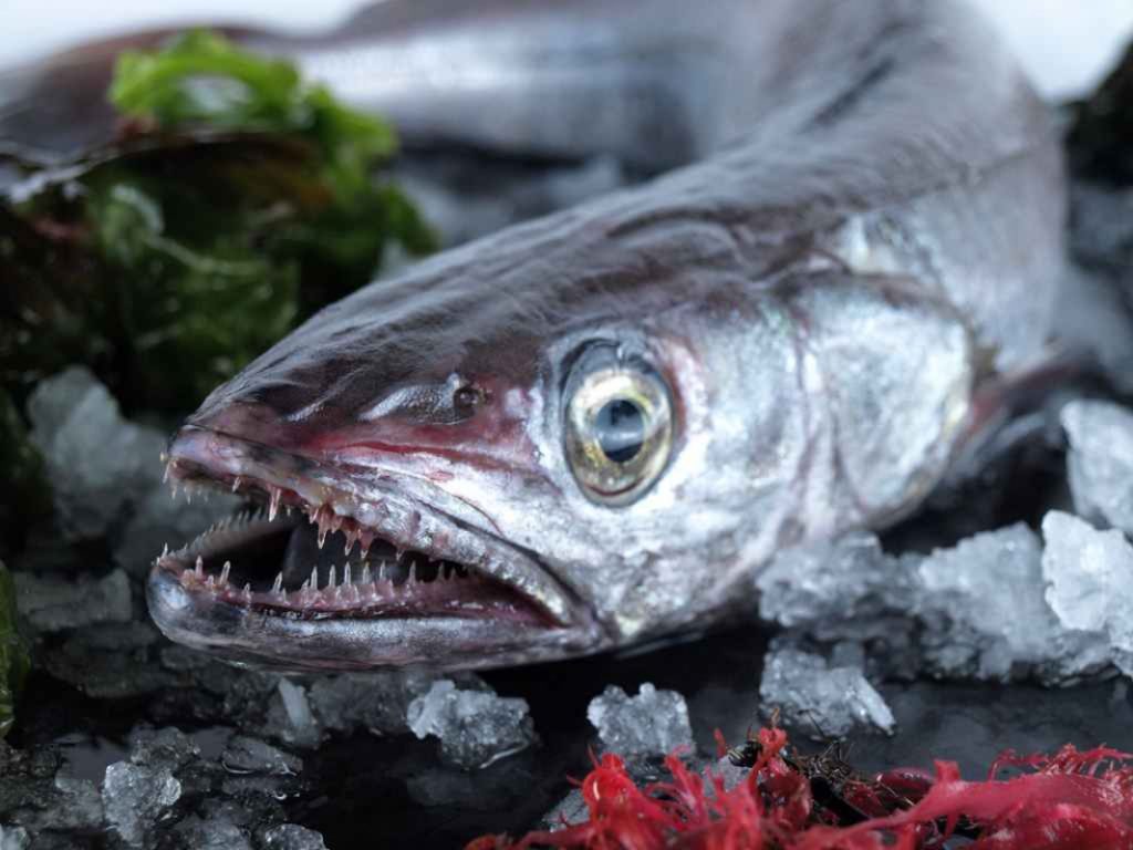 Pon las merluza en la sartén