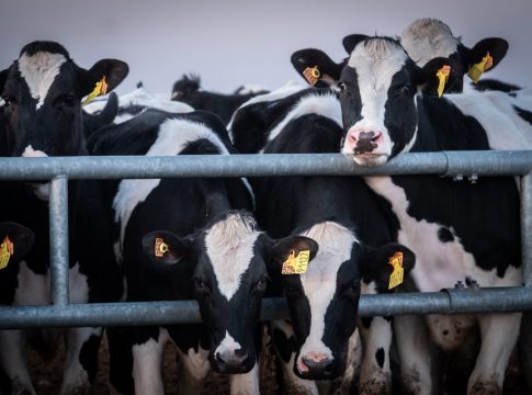 Qué es una macrogranja 1 Qué es una macrogranja