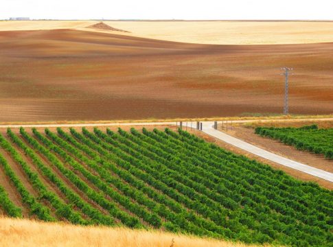 Viñedo Rueda (2)