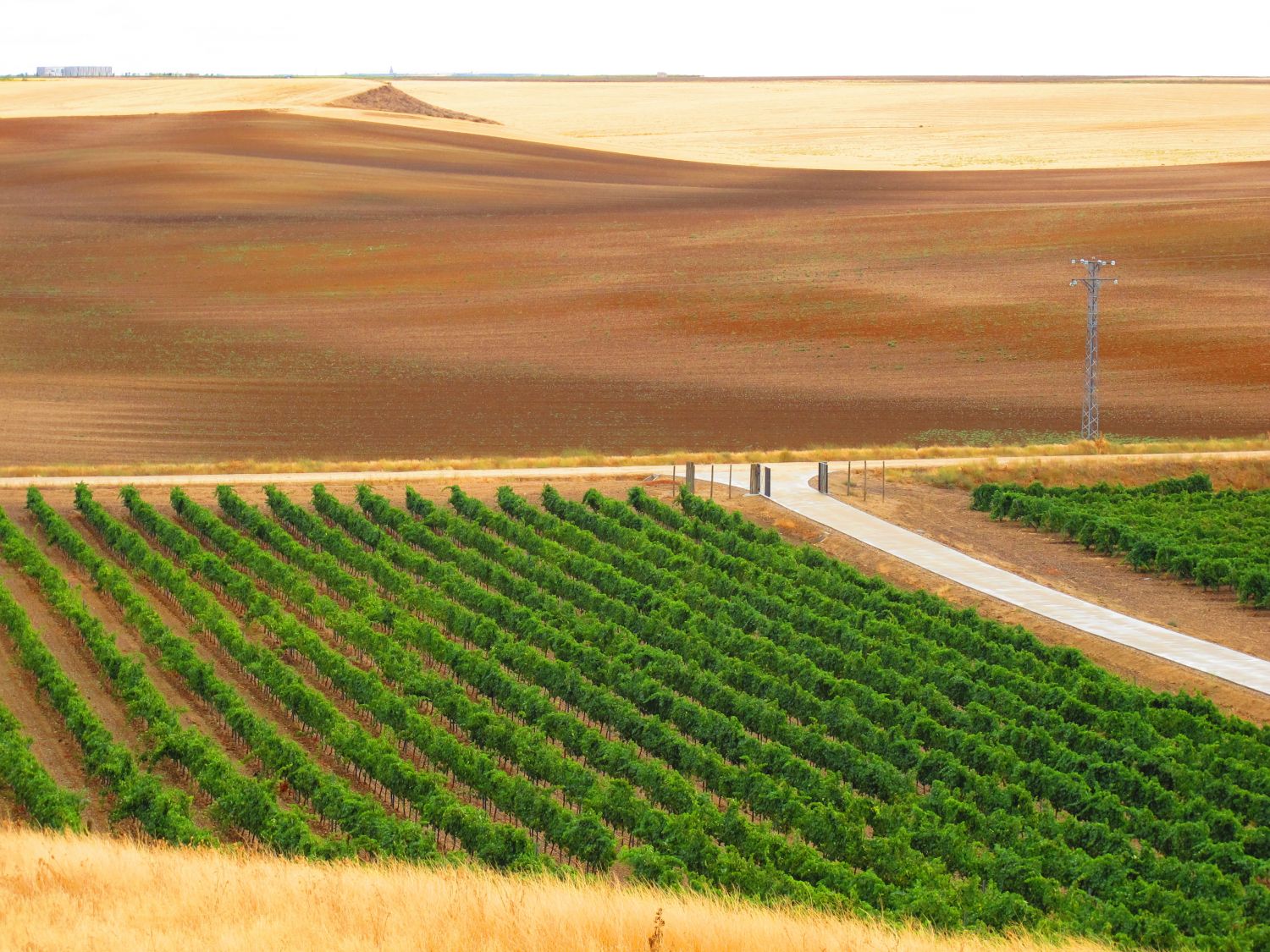 Viñedo Rueda (2)
