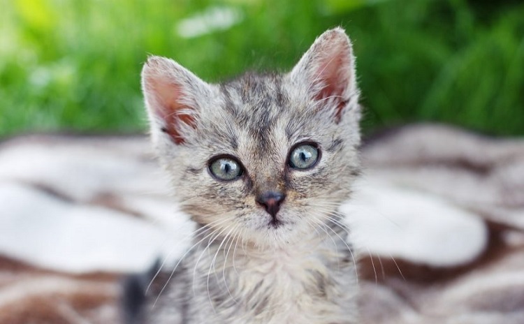 10 imágenes de animales bebés
