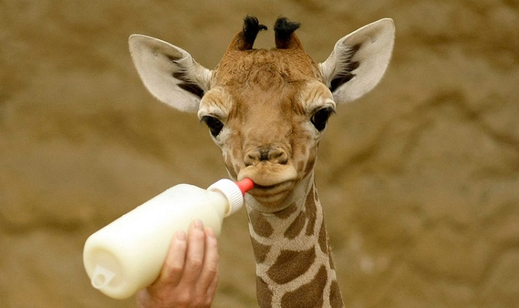 10 imágenes de animales bebés