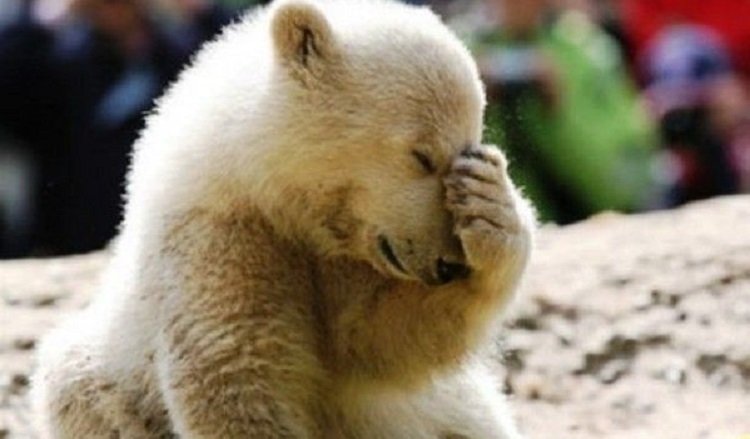 10 imágenes de animales bebés