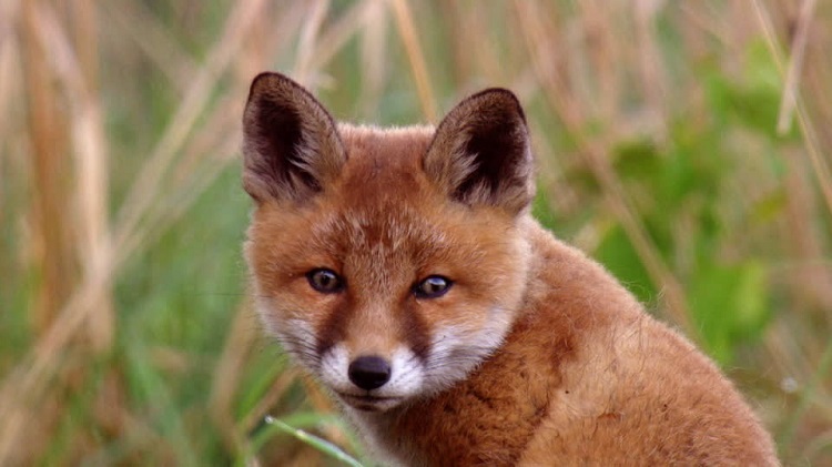 10 imágenes de animales bebés