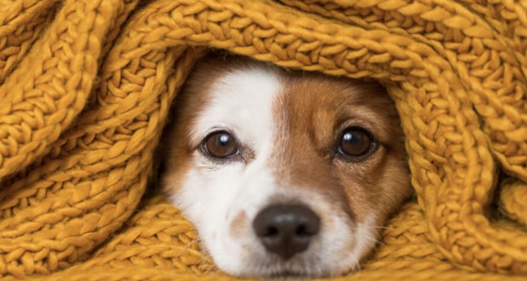 Estas son las enfermedades que puede transmitirte tu perro