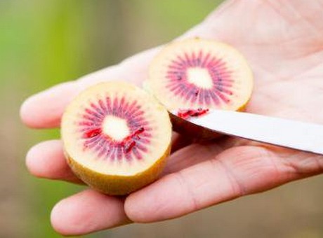 kiwi verde o rojo