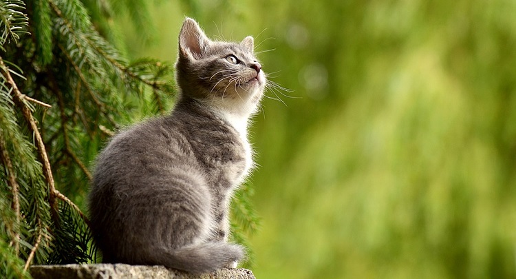 Qué trámites debes cumplir cuando tu mascota fallece