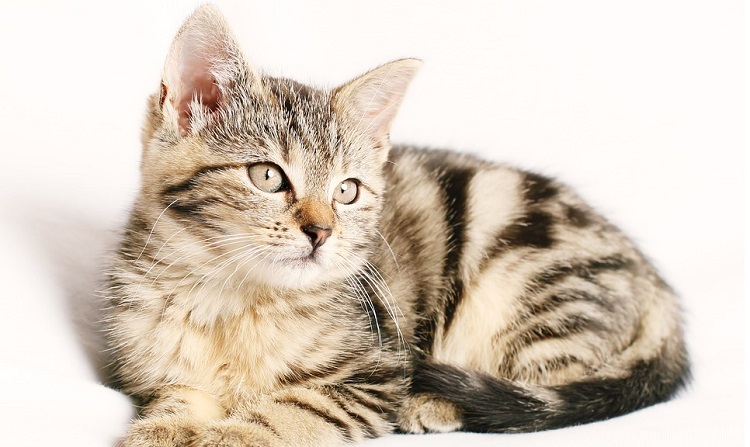Cuáles son los 10 poderes ocultos que tienen los gatos