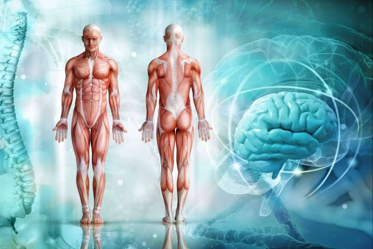 Qué incluye un atlas de anatomía y por qué debería haber uno en todas las casas