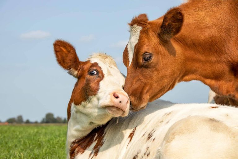 Hablar con las vacas, la innovación ganadera de la mano de dos empresas gallegas